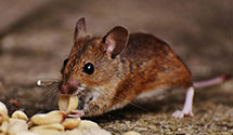 24 Hour & Emergency Exterminators in Churchville, VA